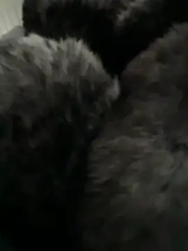 Furdale online show from February 14, 3:01 pm