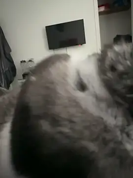 Furdale online show from September 18, 4:32 pm