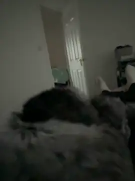 Furdale online show from February 11, 3:34 pm