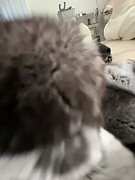 Furdale online show from March 3, 3:30 pm