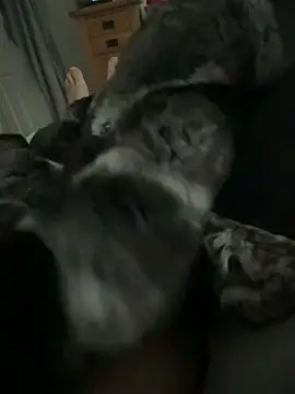 Furdale online show from April 1, 11:44 am