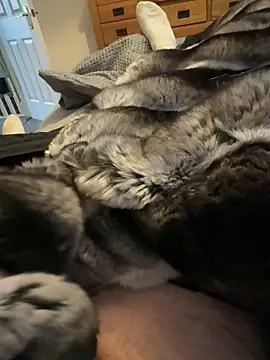 Furdale online show from March 24, 4:18 pm