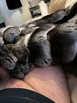 Furdale online show from February 19, 3:31 pm