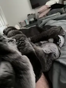 Furdale online show from October 30, 2:14 pm