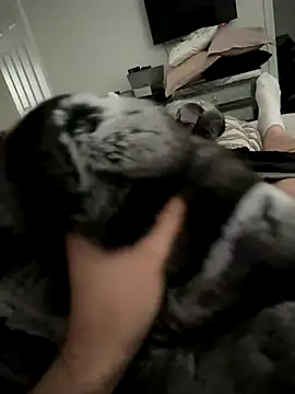 Furdale online show from October 14, 3:01 pm