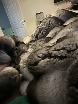 Furdale online show from February 15, 1:32 pm