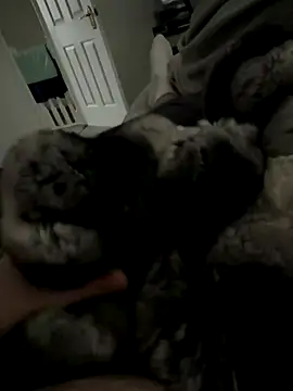 Furdale online show from November 27, 1:55 pm