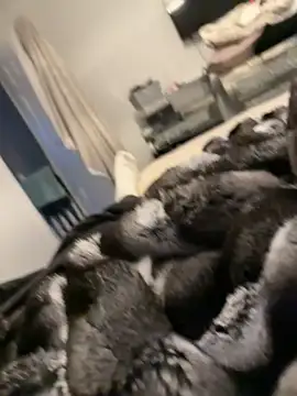 Furdale online show from February 26, 5:24 pm