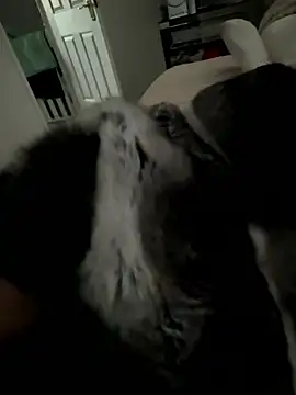 Furdale online show from January 15, 3:48 pm