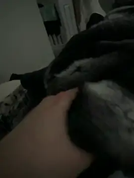 Furdale online show from February 2, 2:49 pm