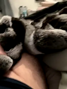 Furdale online show from November 18, 5:16 pm