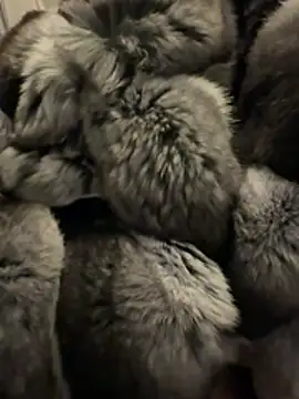 Furdale online show from February 18, 4:58 pm