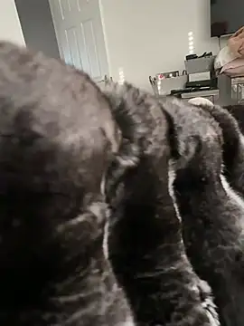 Furdale online show from February 23, 3:56 pm