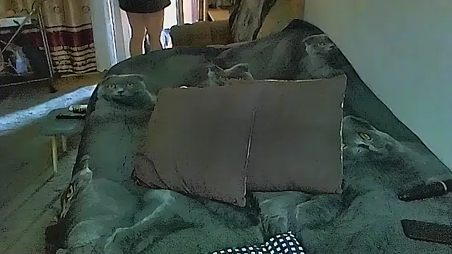 sex2 online show from November 5, 1:09 am