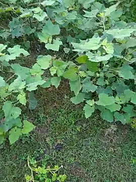 Snapshot of priyabhabhi_99 chatting on September 15, 1:28 am priyabhabhi 99 online show from September 15, 1:28 am