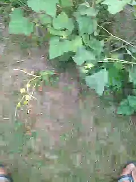 Snapshot of priyabhabhi_99 chatting on September 19, 1:20 am priyabhabhi 99 online show from September 19, 1:20 am
