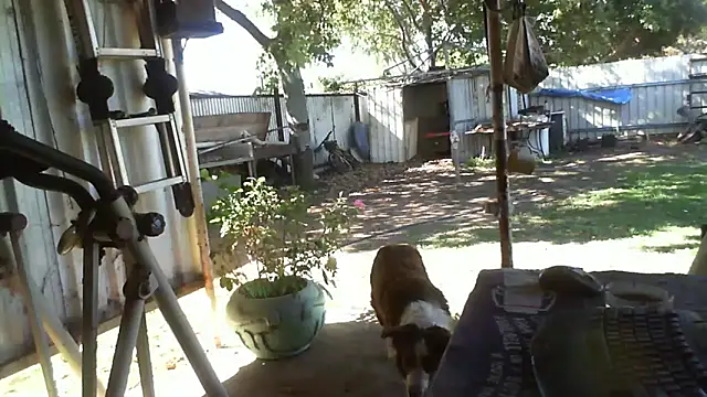 Snapshot of herbie010666 chatting on September 25, 5:02 am herbie010666 online show from September 25, 5:02 am