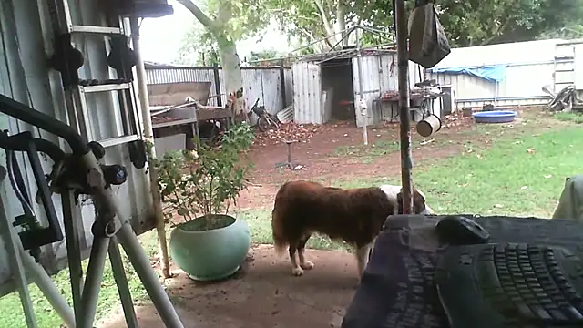 herbie010666 online show from November 27, 4:24 am