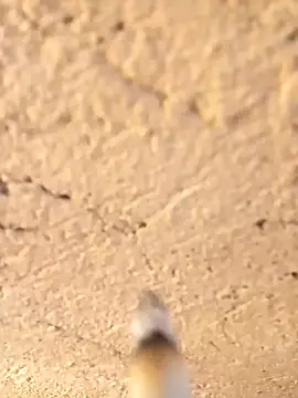 Snapshot of Alwinafox chatting on January 12, 9:40 am Alwinafox online show from January 12, 9:40 am