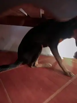 Snapshot of sweet_morbid_hot chatting on November 26, 6:52 pm sweet morbid hot online show from November 26, 6:52 pm