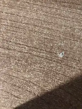 gokhanbey34 online show from December 21, 12:46 am