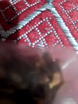 Snapshot of XBHUUME chatting on February 1, 10:59 am XBHUUME online show from February 1, 10:59 am