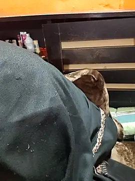 Diya 143 online show from January 12, 6:36 pm