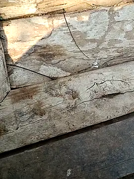 kummuduabbai online show from March 3, 9:27 am