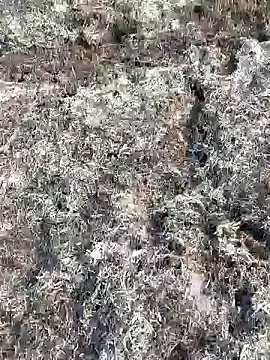 Gopal1243 online show from February 11, 3:50 am