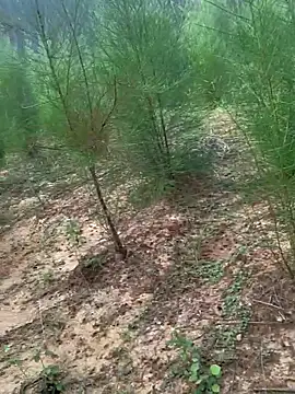 Gopal1243 online show from November 24, 2:11 am