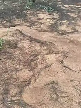 Gopal1243 online show from October 9, 2:01 am