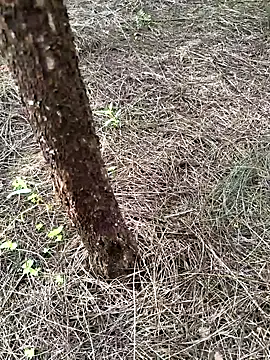 Gopal1243 online show from September 23, 1:01 am