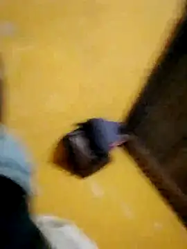 Snapshot of LULE37587001 chatting on November 16, 8:46 pm LULE37587001 online show from November 16, 8:46 pm