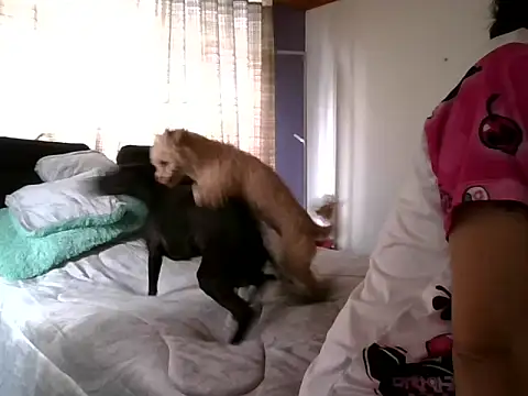 Snapshot of RAYA_1 chatting on December 15, 3:31 pm RAYA 1 online show from December 15, 3:31 pm