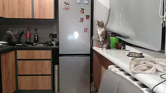 delightful sofi online show from October 7, 5:47 pm