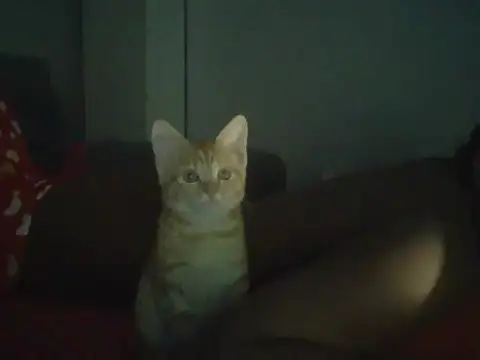 val5 online show from January 17, 2:59 am