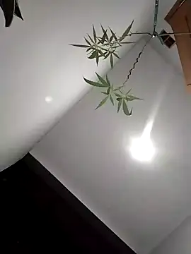 Dwirosebig online show from December 4, 3:11 pm