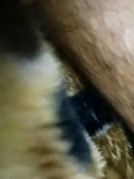 Bigcockmexi13 online show from May 15, 5:55 pm